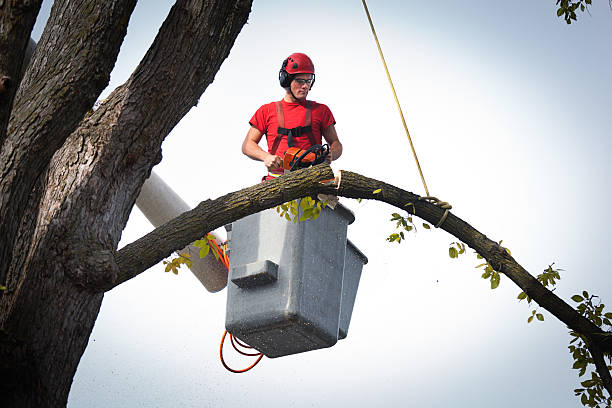 Reliable Tega Cay, SC  Tree Services Solutions